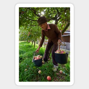 Senior farmer picking apples Sticker